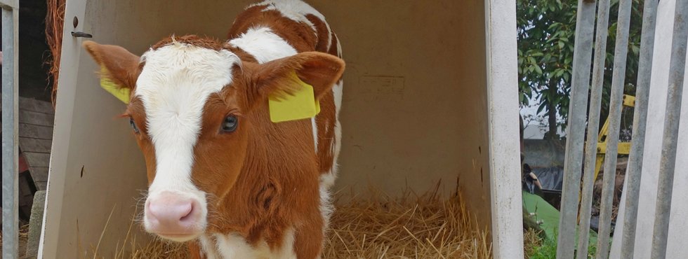Calves