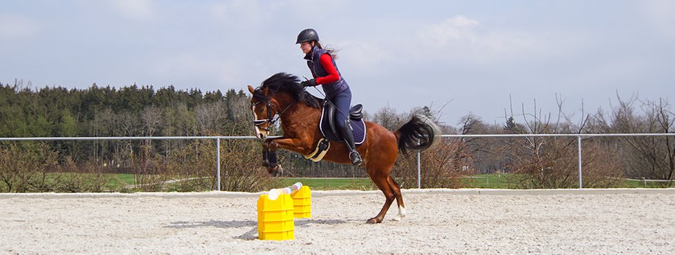 Pferde & Reitsport