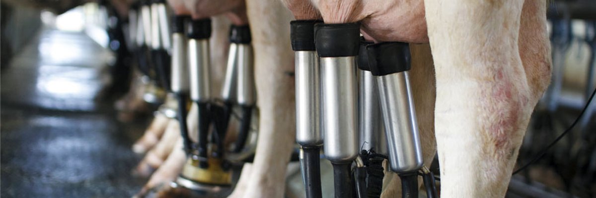 Milchwirtschaft