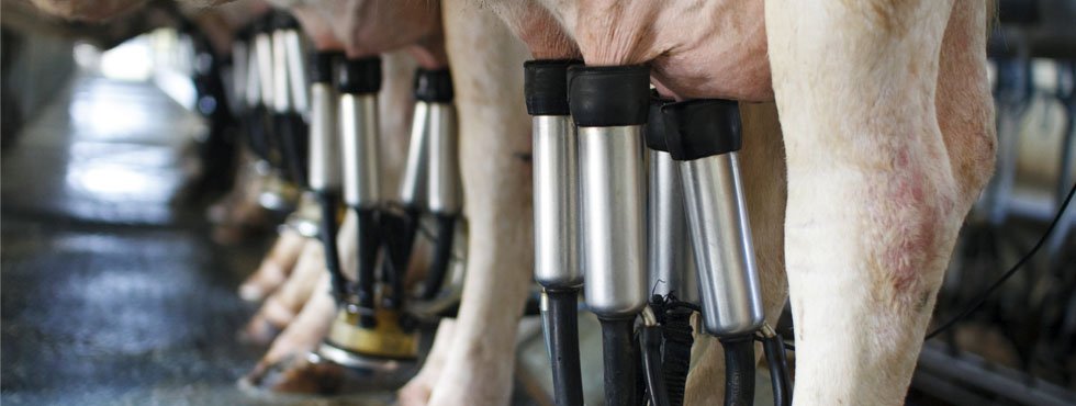 Milchwirtschaft